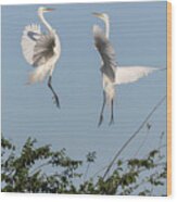 Dancing Egrets 2017-1 Wood Print