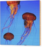 Dancing Jellyfish Wood Print
