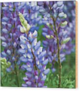 Dancing Lupines - Spring In Central California Wood Print