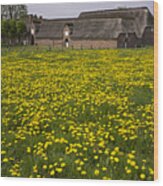 Dandelion Field Wood Print