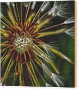 Dandelion Puff Wood Print