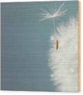 Dandelion Seedhead Wood Print