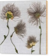 Dandelions Wood Print