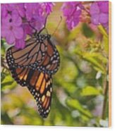 Dangling Monarch Wood Print