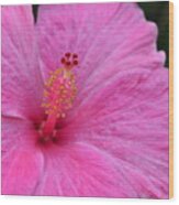 Dark Pink Hibiscus 1 Wood Print