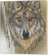 Dark Wolf With Birch Wood Print
