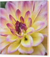 Dazzling Dahlia Wood Print