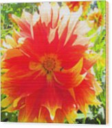 Dazzling Dahlia Wood Print