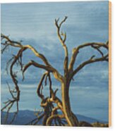 Dead Tree In Death Valley 7 Wood Print