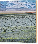 Death Valley Super Bloom Wood Print