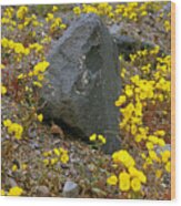 Death Valley Superbloom 406 Wood Print