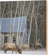 December Elk In Lost Valley Wood Print