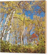 Deciduous Forest Canopy, Autumn Wood Print