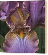 Deep Lavender Iris Wood Print