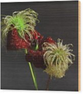 Deep Red Clematis And Seed Head Wood Print