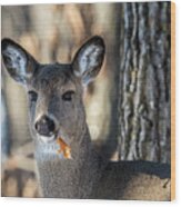 Deer At The Salad Bar Wood Print