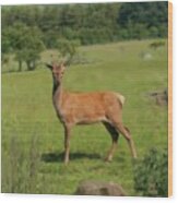 Deer Calf. Wood Print