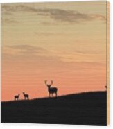 Deer In Silhouette Wood Print