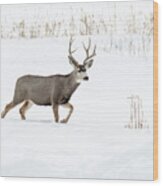 Deer In The Snow Wood Print
