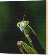 Defender Of The Garden - Preying Mantis Wood Print