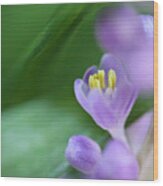 Delicate Purple Flower Wood Print