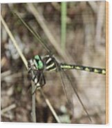 Delta-spotted Spiketail  Male Wood Print