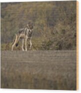 Denali Park Wolf Wood Print