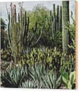 Desert Botanical Garden Wood Print