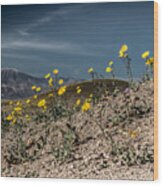 Desert Gold In Death Valley Wood Print