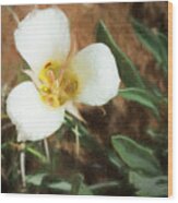 Desert Mariposa Lily Wood Print