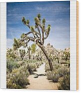 Desert Path. Joshua Tree National Park Wood Print