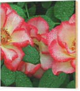 Dew-covered Roses Wood Print