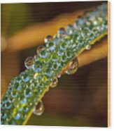 Dew Drop Reflection Wood Print