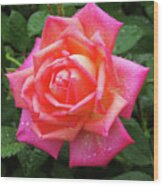 Dewy Rose Wood Print