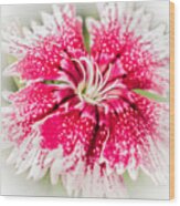 Dianthus Beauty Wood Print