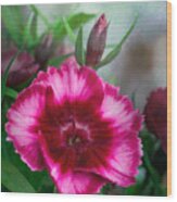 Dianthus Flower Ii Wood Print