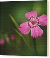 Dianthus In The Garden Shadows Wood Print