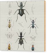 Different Illustrated Types Of Beetles Wood Print