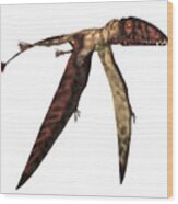 Dimorphodon In Flight Wood Print