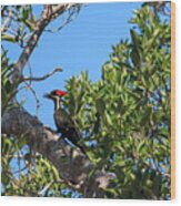 Ding Darling - Pileated Woodpecker Resting Wood Print