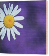 Single Daisy With Purple Background Wood Print
