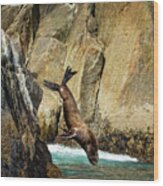 Sea Lion Nose Dive Wood Print