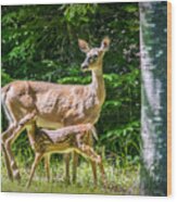 Doe And Fawn Wood Print