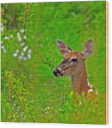 Doe In Springtime Wood Print