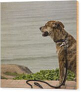 Dog On The Beach Wood Print