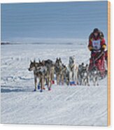 Dog Team On Iditarod Trail Wood Print