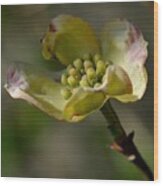 Dogwood Blossom Wood Print