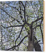 Dogwood Canopy Wood Print