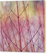 Dogwood Midwinter Fire Stems Wood Print