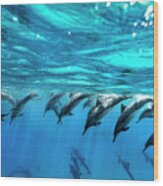 Dolphin Dive Wood Print